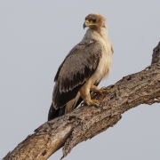 20080208_Young_Tawny_Eagle_RJK2081