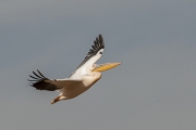 20080212_Pelican_Nakuru_RJK0133