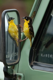 20080215_D200_Weaver_Reflection_RJK0035-C