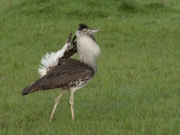 20080217_Kori_Bustard_RJK3072