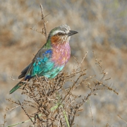 20100215_Lilac_breasted_Roller_K101339