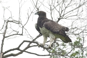 20100226_Martial_Eagle_K102240