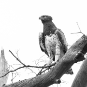 20100226_Martial_Eagle__K102234