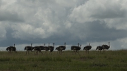 20100226_Ostriches_K102384