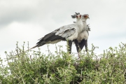 20100226_Secretary_Birds_Nest_K102306