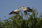 20120130_Secretary_Bird_Mara_RJK4746