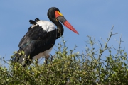 20120131_Saddlebill_Stork_Mara_K103783