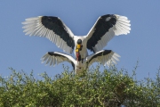 20120201_D3s_Mating_Saddlebill_Storks_Mara_RJK4841