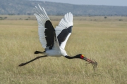 20120201_Saddlebill_with_Nest_material_RJK4851