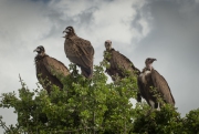 20120214_Vultures_Masai_Mara_K101286-2