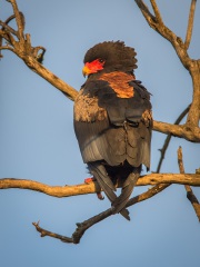 20140121_D4_Bateleur_Kenya_Masai-Mara_RD4_0654-C