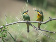 20140121_D4_LITTLE-BEE-EATERS_KENYA_RD4_0712-C