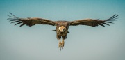 20140131_D4_Ruppells-Vulture_Serengeti_RD_1644-C