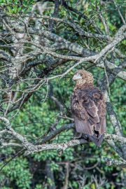 FILMSCANS_BATELEUR-EAGLE_IMMATURE_MASAI-MARA_DSC_4076-C
