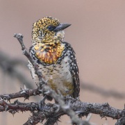 FILMSCANS_DARNAUDS-BARBET_KENYA_DSC_4104-C
