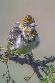FILMSCANS_DARNAUDS-BARBET_MASAI-MARA_DSC_4094-C