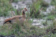 FILMSCANS_EGYPTIAN-GOOSE_MASAI-MARA_DSC_4106-C