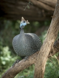 20080207_Guinea_fowl_helmeted_RJK0052