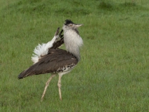 20080217_Kori_Bustard_RJK3072