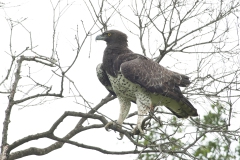 20100226_Martial_Eagle_K102240