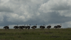 20100226_Ostriches_K102384