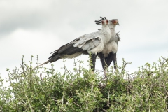 20100226_Secretary_Birds_Nest_K102306