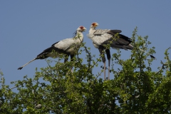 20120130_Secretary_Bird_Mara_RJK4746