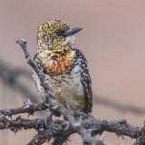 FILMSCANS_DARNAUDS-BARBET_KENYA_DSC_4104-C