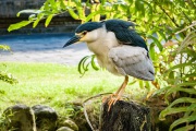 20190922_D850_Black_Crowned_Night_Heron_Bali_B_DSC_1571-C
