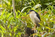 20190922_D850_Black_Crowned_Night_Heron_Bali_DSC_1566