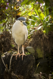 20190922_D850_Black_Crowned_Night_Heron_Bali_DSC_1578