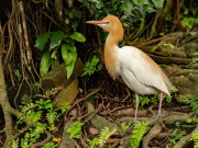 20180521_D810_CattleEgret_KL_RJK_5862-C2