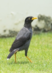 20190912_D850_Javan_Mynah_DSC_1552-2