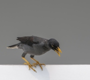 20190912_D850_Mynah_Javan_DSC_1546-2
