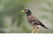 20190913_D850_Common_Mynah_DSC_1555