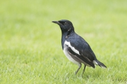 20190913_D850_Oriental_Magpie_Robin_DSC_1560-2
