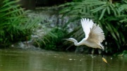 20220917_D850_Egret_Flying_DSC_3458-C