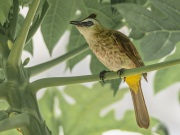 20240418_D850_Yellow-vented-bulbul_Malaysia_DSC_4116-C