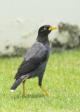 20190912_D850_Javan_Mynah_DSC_1552-2