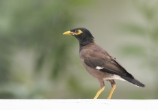 20190913_D850_Common_Mynah_DSC_1555