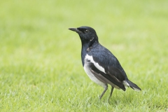 20190913_D850_Oriental_Magpie_Robin_DSC_1560-2