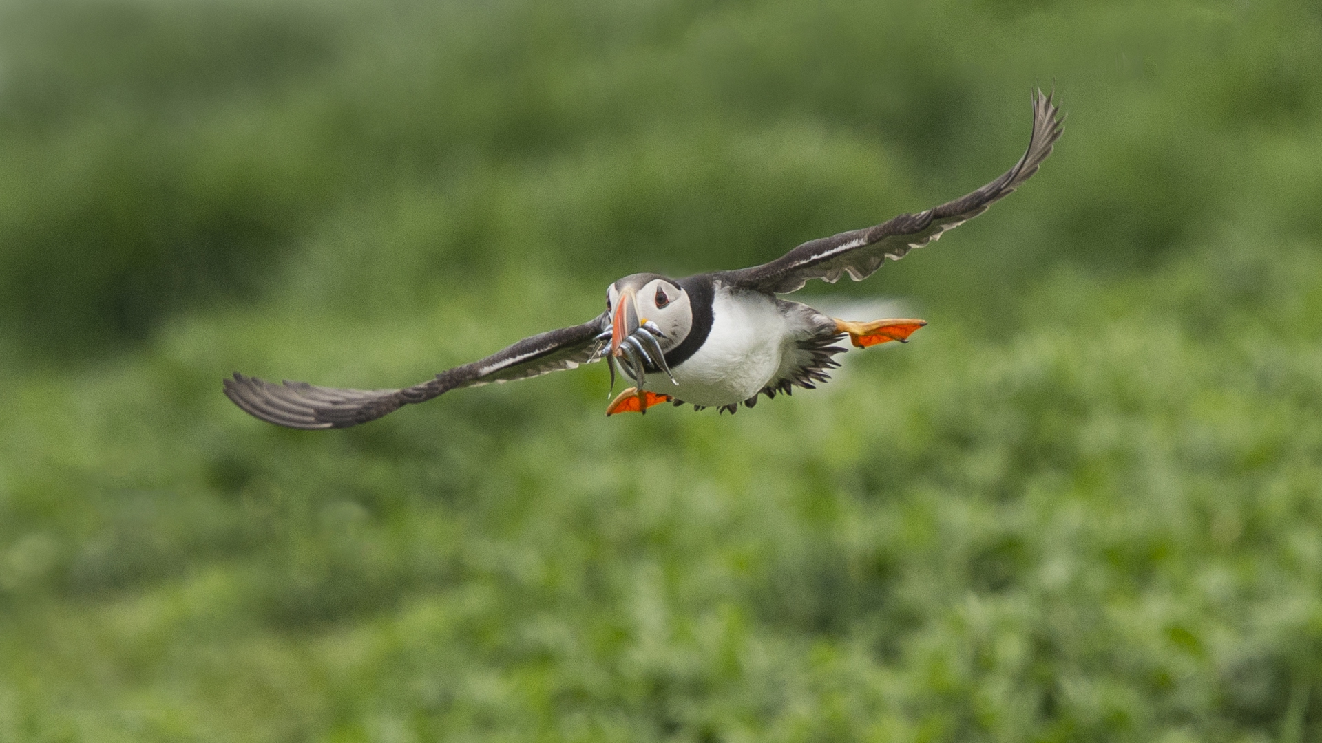 20140614_Puffin_Farnes_RD4_2797-3 20140614_Puffin_Farnes_RD4_2797-3