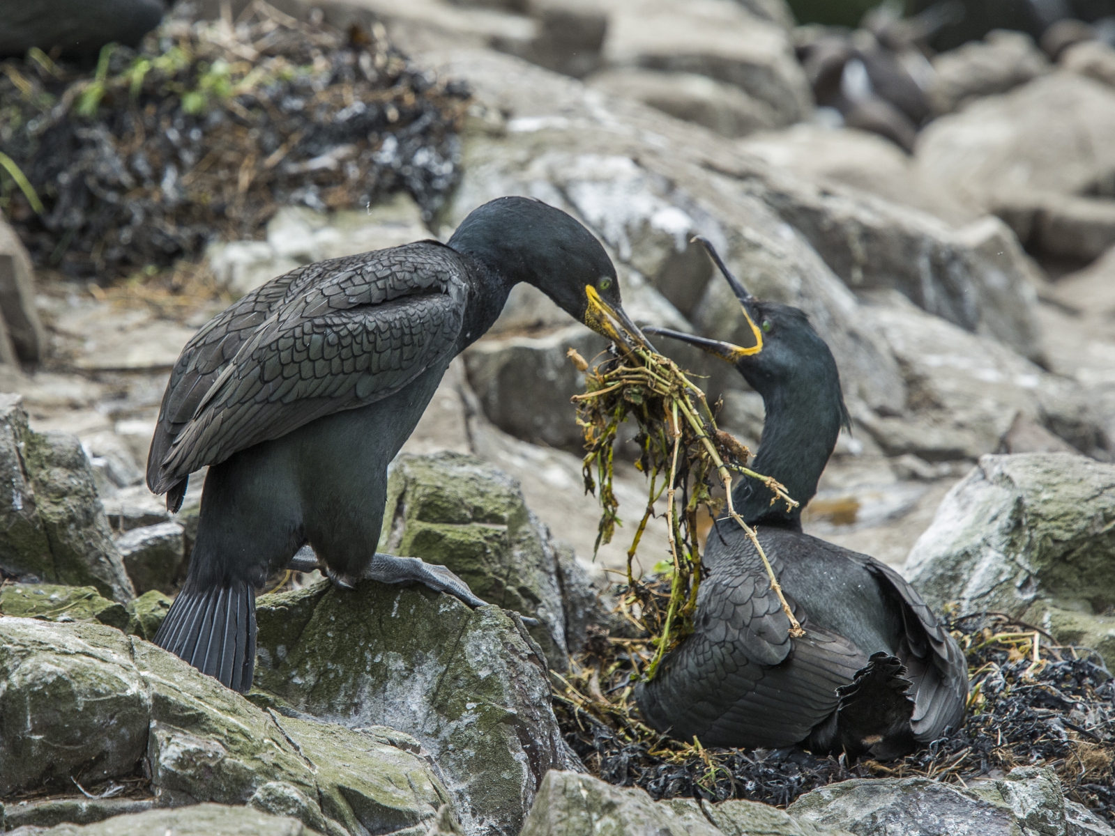 20140614_Shag_nest_Farnes_RD4_2531-2 20140614_Shag_nest_Farnes_RD4_2531-2
