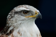 20090714_D200_Yorkshire_show_Ferruginous_Hawk_EDN0239-2-4-C2