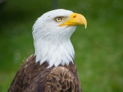20130711_D3S_American_Bald_Eagle_Yorkshire_Show_RJK9234-C