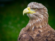 20130714_D3S_White-Tailed_Sea_Eagle_Yorkshire_Show_RJK9224-C