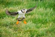 20140614_D4_Puffin_Farnes_RD4_2120-C