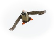 20140614_D4_Puffin_Farnes_RD4_2283-C