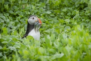20140614_Puffin_Farnes_RD4_2158
