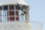 20140614_Puffin_Farnes_RD4_2597